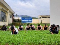 NHỔ CỎ RAU